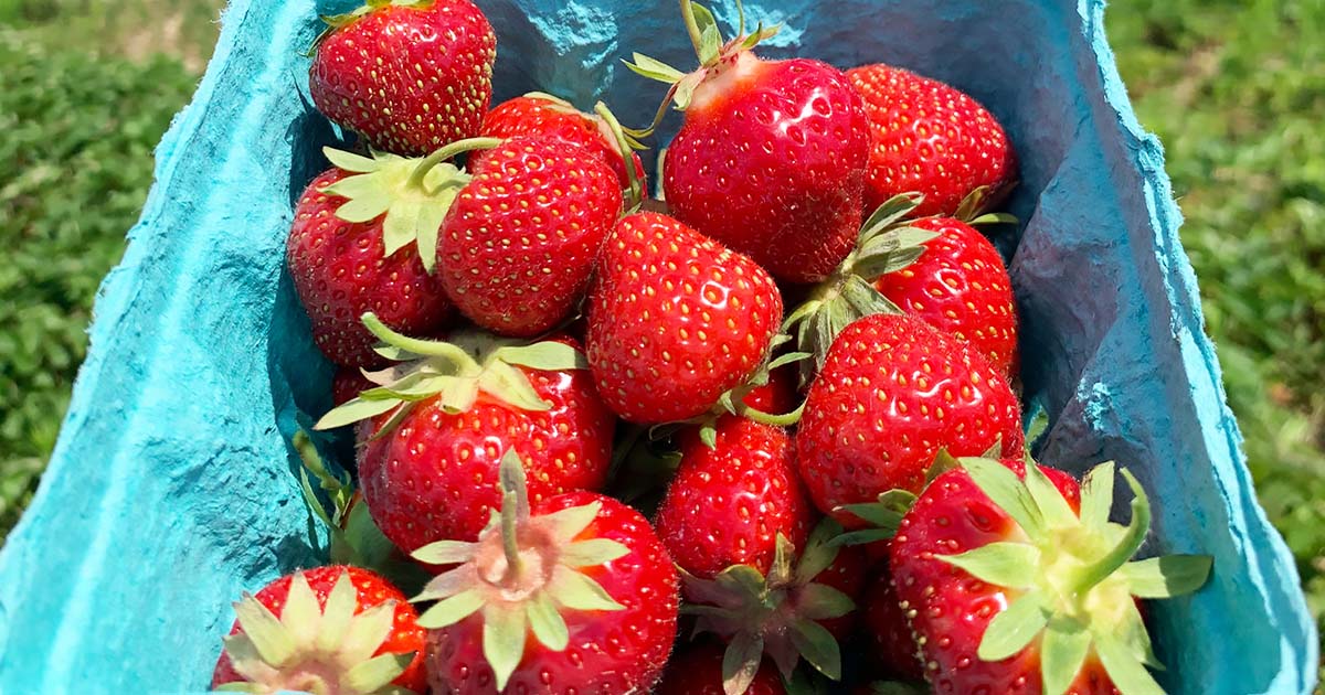 DAYTRIP: Picking Strawberries at Lewin Farms on Long Island